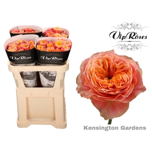 R GR KENSIN GARDENS!