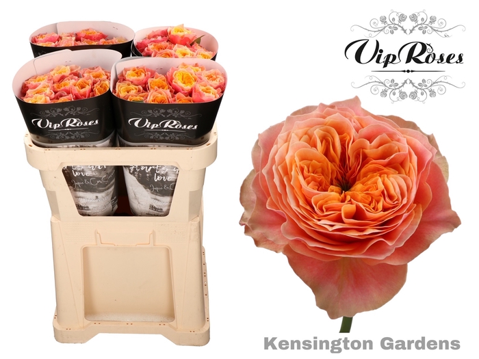 R GR KENSIN GARDENS!