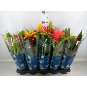 Bromelia   ...mix