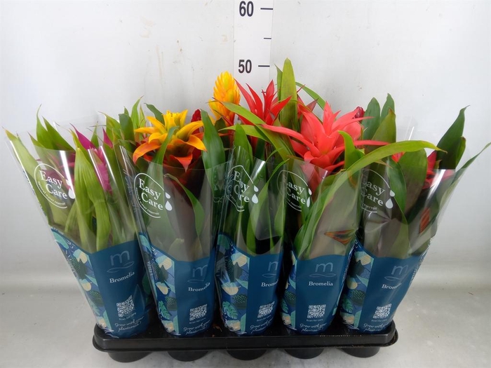<h4>Bromelia   ...mix</h4>