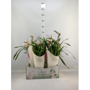 Cymbidium   ...