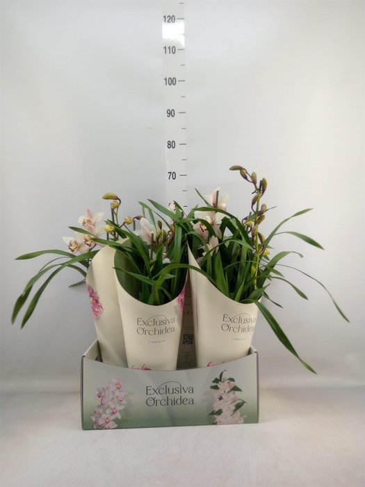 <h4>Cymbidium   ...</h4>