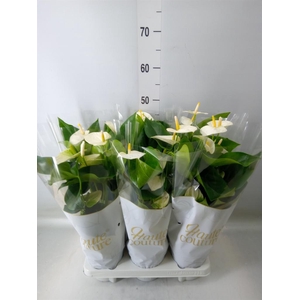 Anthurium andr. 'Cocos'