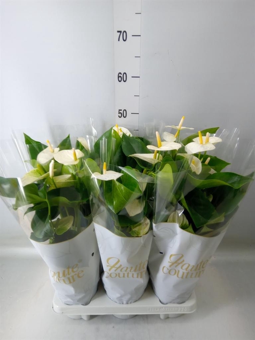 <h4>Anthurium andr. 'Cocos'</h4>