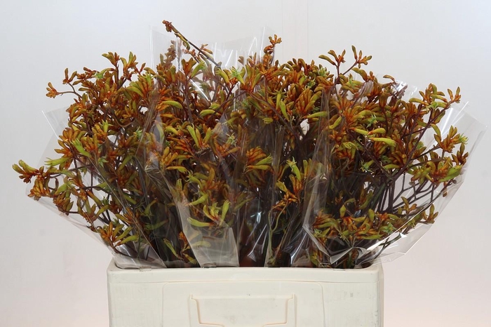 <h4>Anigozanthos Bush Sunset</h4>