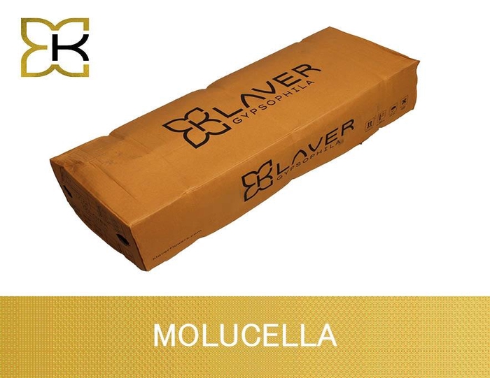 <h4>MOLUCCELLA STUK</h4>