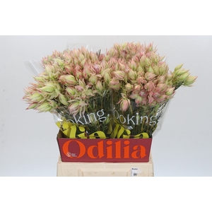 SERR BRIDAL PINK
