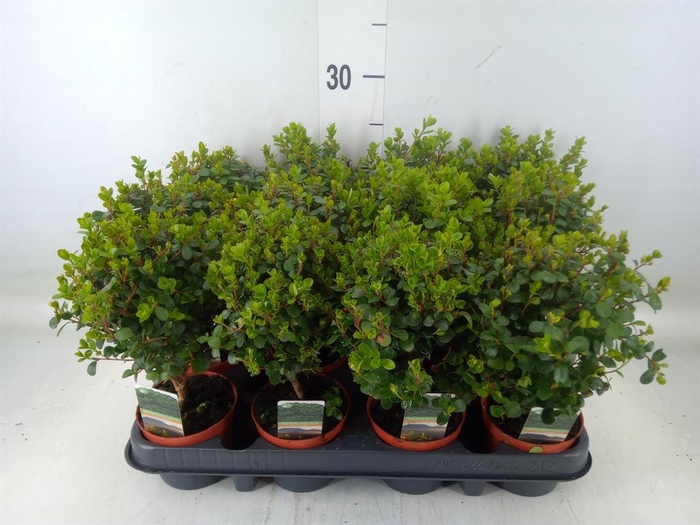 <h4>Myrsine africana</h4>