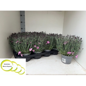 DIAN CARYOPHYLLUS SOFT PINK P12