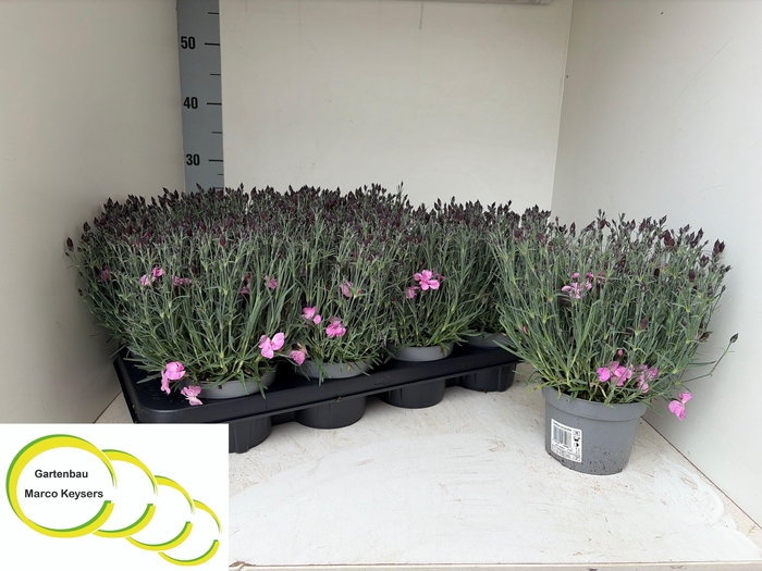<h4>DIAN CARYOPHYLLUS SOFT PINK P12</h4>