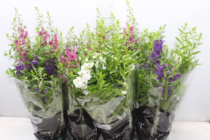 <h4>ANGELONIA P14 VARIADO</h4>