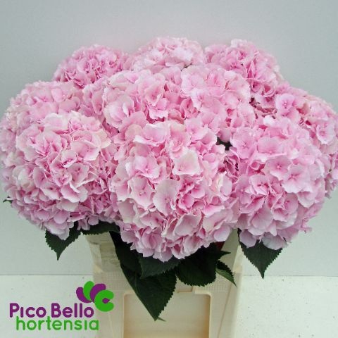 <h4>Hydrangea verena</h4>