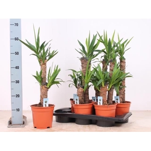 YUCCA