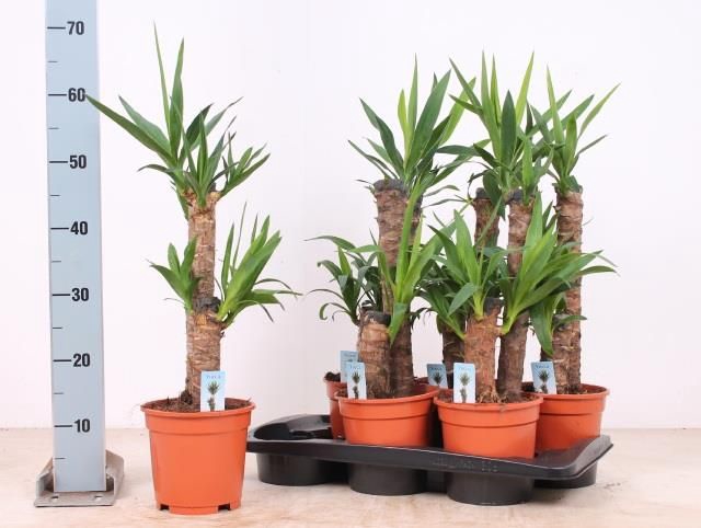 <h4>YUCCA</h4>