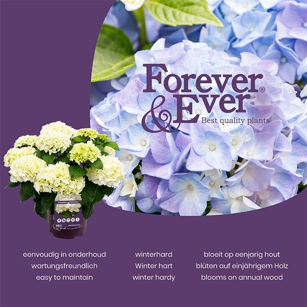 <h4>Hydrangea macr. Forever & Ever® 'Hortbux'® MIX C5 (23cm.) Kn.</h4>
