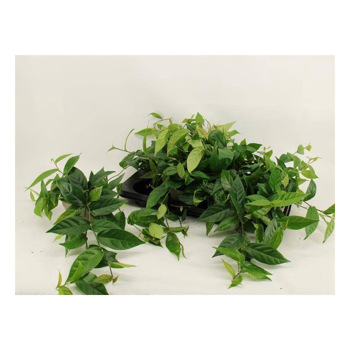 <h4>Ficus sagittata (F. radicans) 12Ø 25cm 3pp</h4>