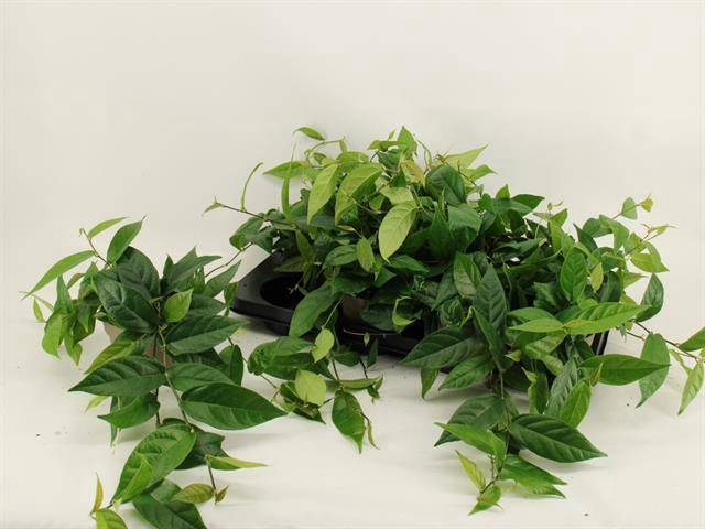 Ficus sagittata (F. radicans) 12Ø 25cm 3pp