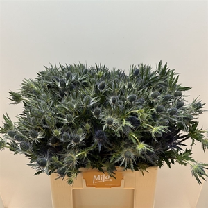 Eryn Mag Blue Lagoon Mega