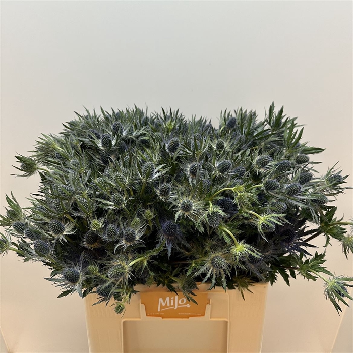 <h4>Eryn Mag Blue Lagoon Mega</h4>