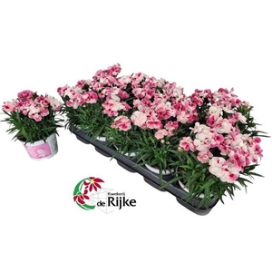 DIAN SPRINT PINK PRO