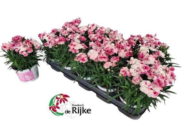<h4>DIAN SPRINT PINK PRO</h4>