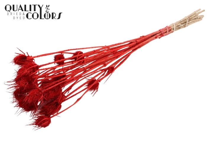 <h4>Cardi Distel Bleached 10pc/bunch 55cm Red</h4>