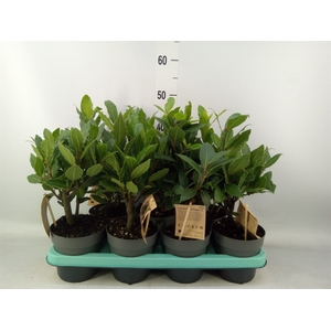 Laurus nobilis