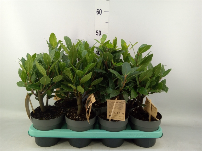 <h4>Laurus nobilis</h4>