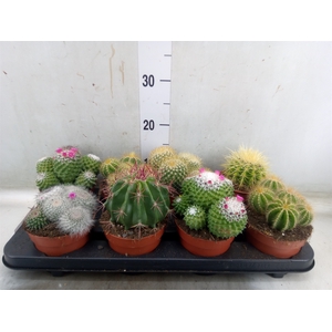 Cactus   ...mix