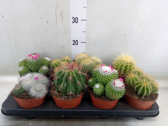 <h4>Cactus   ...mix</h4>