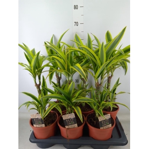Dracaena fr de 'LemonLime'
