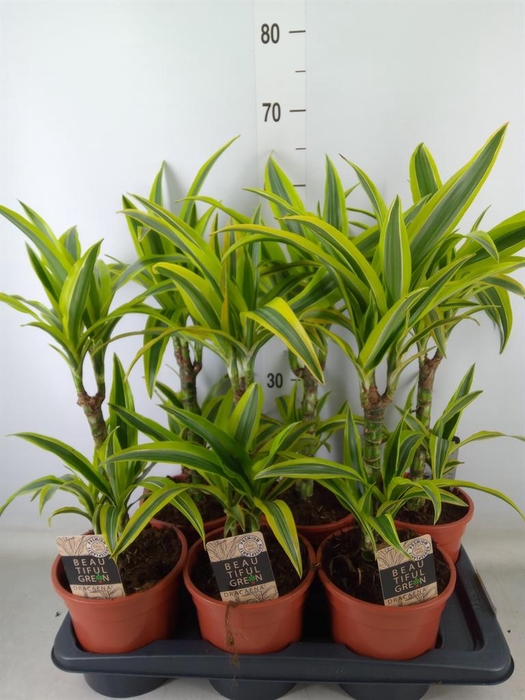 <h4>Dracaena fr de 'LemonLime'</h4>