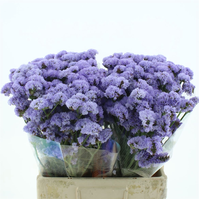 <h4>Limonium St Milka Birds X50</h4>