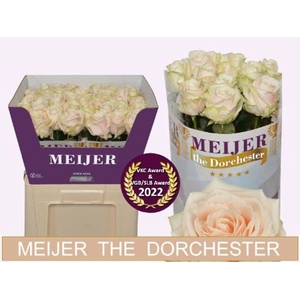 Rosa large dorchester+
