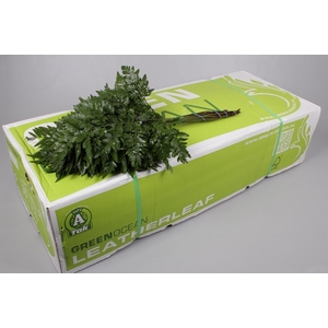 Leatherleaf Large Green Ocean