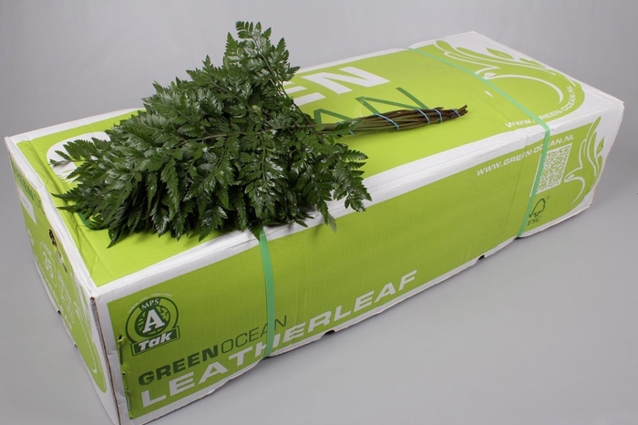 Leatherleaf Large Green Ocean