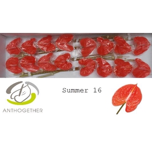 Anthurium Summer