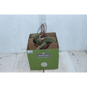 CACTUS RABO MACACO C18