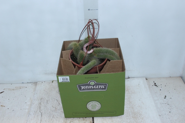 <h4>CACTUS RABO MACACO C18</h4>