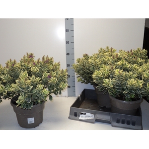 HEBE AND VARIEGATA