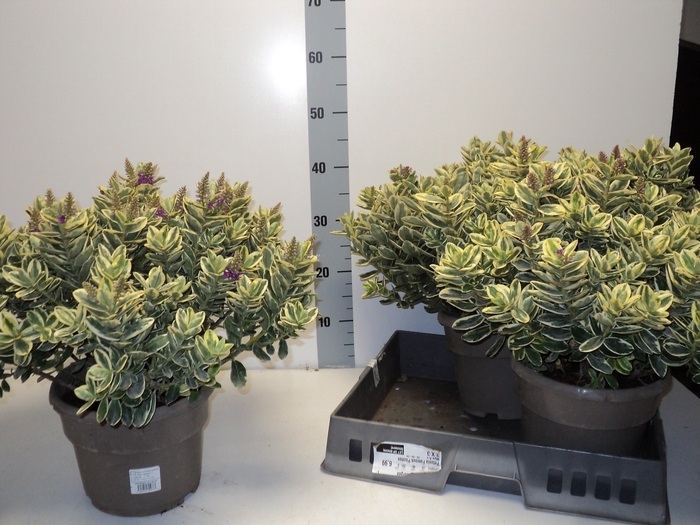 <h4>HEBE AND VARIEGATA</h4>