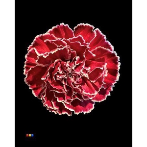 Dianthus St Bordeaux