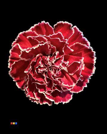 Dianthus St Bordeaux