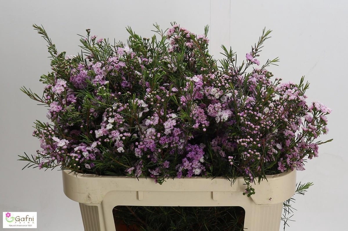 <h4>CHAME UN DANC QUEEN</h4>