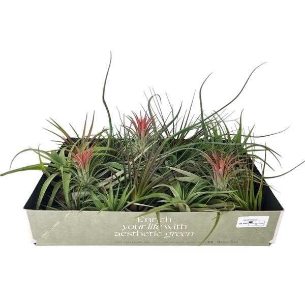 <h4>Tillandsia variés</h4>
