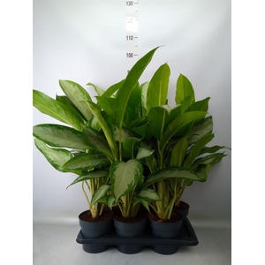 Aglaonema  'Cleopatra'