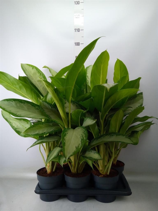 <h4>Aglaonema  'Cleopatra'</h4>
