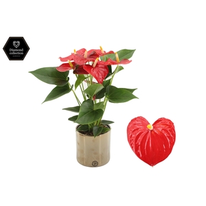 Anthurium 12 cm Esudo in Pure Juliette Goldbronze ceramic