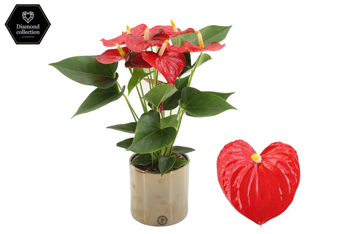 <h4>Anthurium 12 cm Esudo in Pure Juliette Goldbronze ceramic</h4>