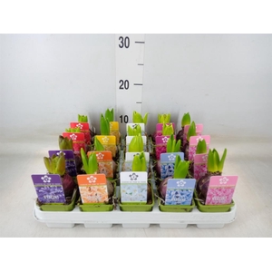 Hyacinthus orie. 'Pearl'  ...mix  5